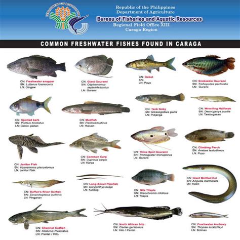 biggest fish in philippines|Get to know your fishes: 5 common species found in Philippine  .
